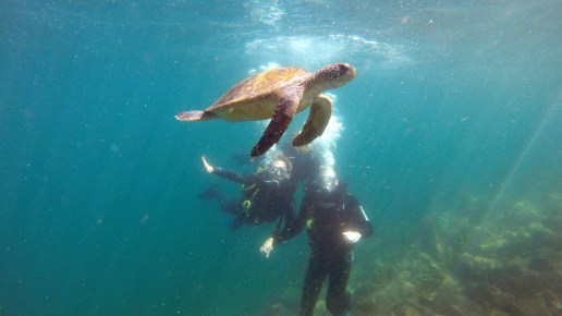 DCIM100GOPROG0040226.